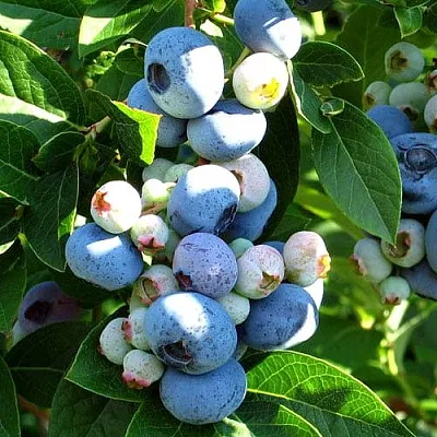 Голубика ВЕЙМУТ  Голубика ВЕЙМУТ в Ижевске