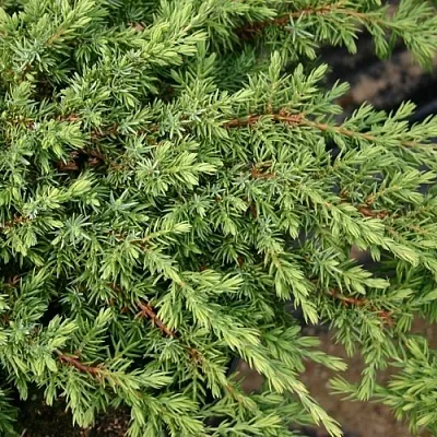 Можжевельник в Ижевске