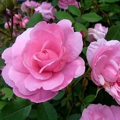 Саженцы роз ДЖОН ДЭВИС плетистая  Саженцы роз ДЖОН ДЭВИС плетистая в Ижевске