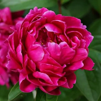 Пион ЛУИ ВАН-ГУТТ травянистый  Пион ЛУИ ВАН-ГУТТ травянистый в Ижевске