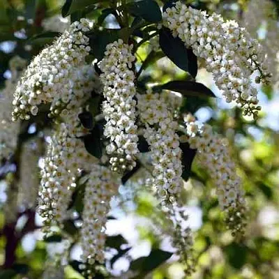 Черемуха виргинская ШУБЕРТ  Черемуха виргинская ШУБЕРТ в Ижевске