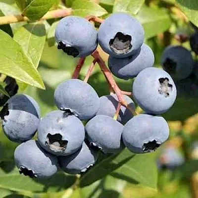 Голубика КРОЭТЭН  Голубика КРОЭТЭН в Ижевске