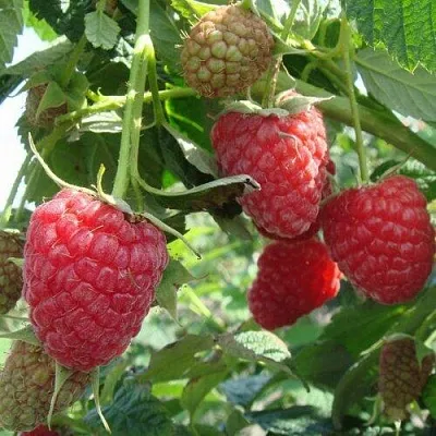 Малина КОЛОКОЛЬЧИК  Малина КОЛОКОЛЬЧИК в Ижевске