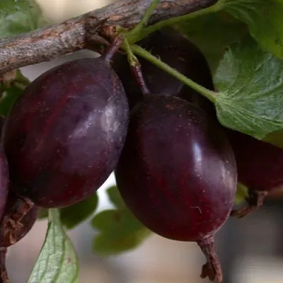 Крыжовник ЧЕЛЯБИНСКИЙ СЛАБОШИПОВАТЫЙ в Ижевске