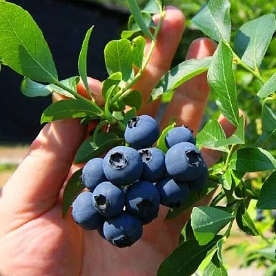 Голубика НОРТ КАНТРИ в Ижевске