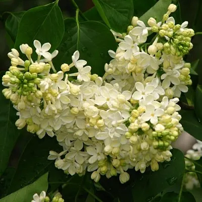 Сирень ПРИМРОУЗ  Сирень ПРИМРОУЗ в Ижевске