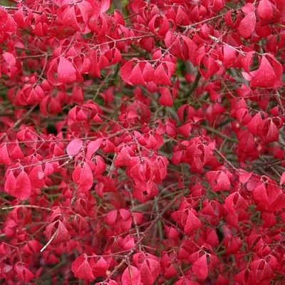 Бересклет КОМПАКТУС   Бересклет КОМПАКТУС  в Ижевске