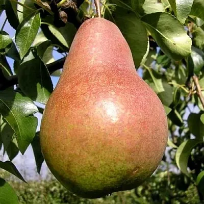 Груша КИРГИЗСКАЯ ЗИМНЯЯ  Груша КИРГИЗСКАЯ ЗИМНЯЯ в Ижевске