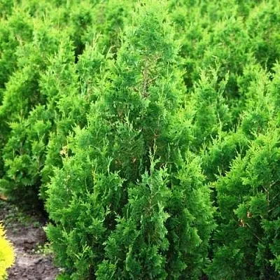 Туя СПИРАЛИС западная  Туя СПИРАЛИС западная в Ижевске