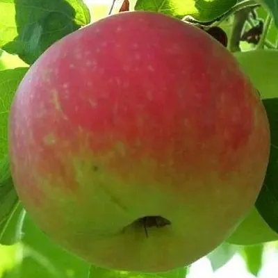 Яблоня УТРО  Яблоня УТРО в Ижевске