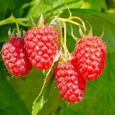 Малина ИЗОБИЛЬНАЯ  Малина ИЗОБИЛЬНАЯ в Ижевске