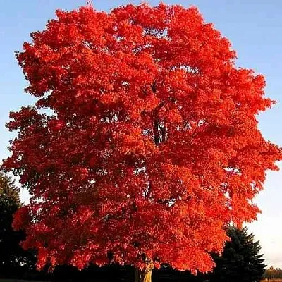 Дуб красный  в Ижевске