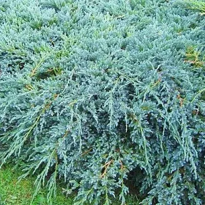 Можжевельник БЛЮ КАРПЕТ чешуйчатый в Ижевске