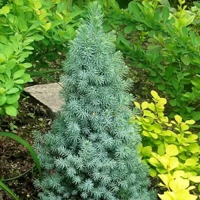 Ель КОНИКА сизая в Ижевске