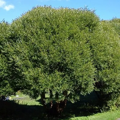 Ива ломкая  в Ижевске