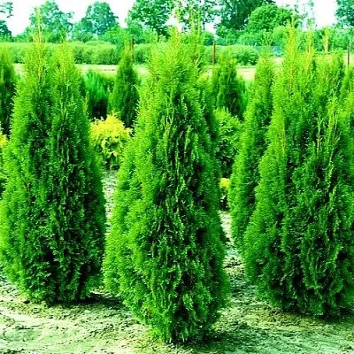 Туя ВИДМАНТ западная в Ижевске