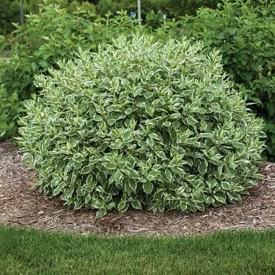 Дерен ЭЛЕГАНТИССИМА белый  Дерен ЭЛЕГАНТИССИМА белый в Ижевске