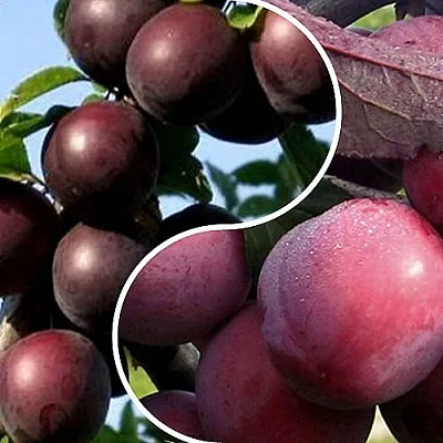 Комплект ИЗЮМИНКА САДА в Ижевске