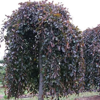 Бук в Ижевске