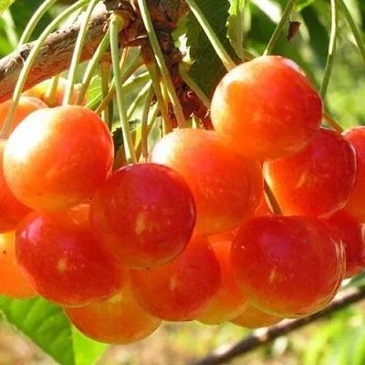 Черешня СОПЕРНИЦА в Ижевске