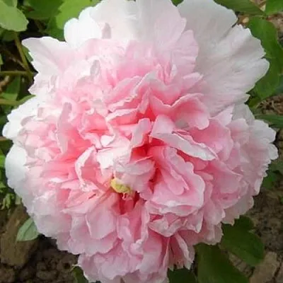 Пион БУКЕТ РОЗОВЫХ ГВОЗДИК древовидный  Пион БУКЕТ РОЗОВЫХ ГВОЗДИК древовидный в Ижевске