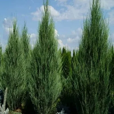 Можжевельник СКАЙРОКЕТ скальный в Ижевске