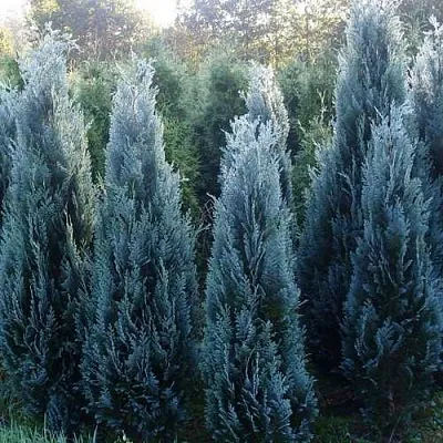 Кипарисовик ДАРТС БЛЮ РИББОН лавсона  Кипарисовик ДАРТС БЛЮ РИББОН лавсона в Ижевске