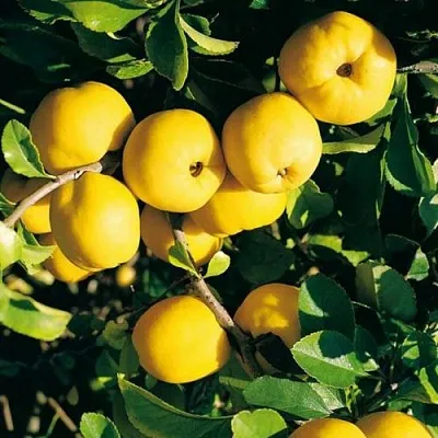 Айва ЦЕЗАРЬ в Ижевске