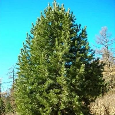 Сосна кедровая сибирская  Сосна кедровая сибирская в Ижевске