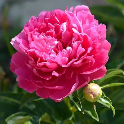 Пион БУШЕЛА травянистый  Пион БУШЕЛА травянистый в Ижевске