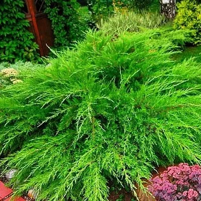 Можжевельник средний Mint Julep (МИНТ ДЖУЛЕП) в Ижевске