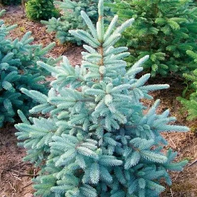 Ель КЕЙБАБ колючая  Ель КЕЙБАБ колючая в Ижевске