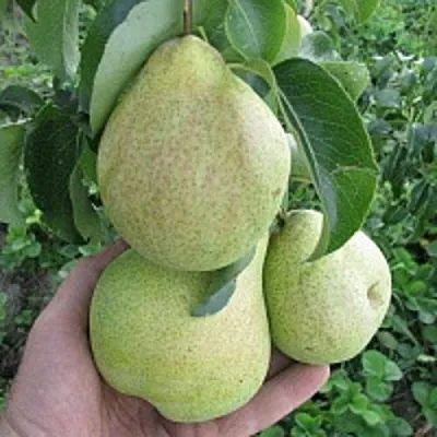 Груша КУДЕСНИЦА  Груша КУДЕСНИЦА в Ижевске