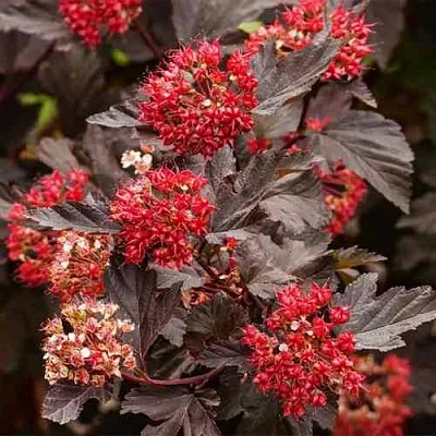 Пузыреплодник РЕД БАРОН  Пузыреплодник РЕД БАРОН в Ижевске