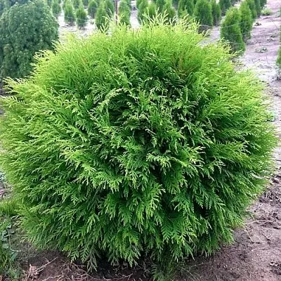 Туя ЛИТЛ ЧЕМПИОН западная  Туя ЛИТЛ ЧЕМПИОН западная в Ижевске