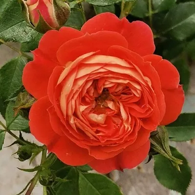 Саженцы роз СТАРЛЕТ РОУЗ КАРМЕН плетистая  Саженцы роз СТАРЛЕТ РОУЗ КАРМЕН плетистая в Ижевске