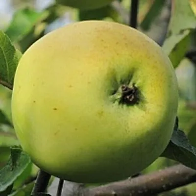 Яблоня РОССИЯНКА  Яблоня РОССИЯНКА в Ижевске