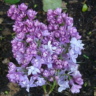 Сирень НАДЕЖДА  Сирень НАДЕЖДА в Ижевске