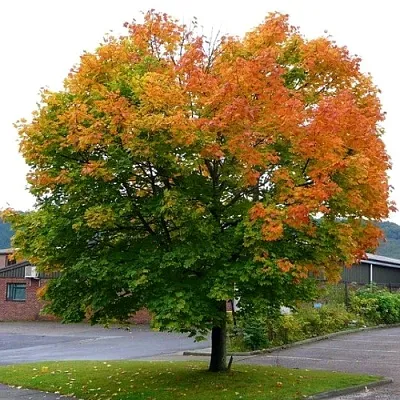 Клен остролистный  Клен остролистный в Ижевске
