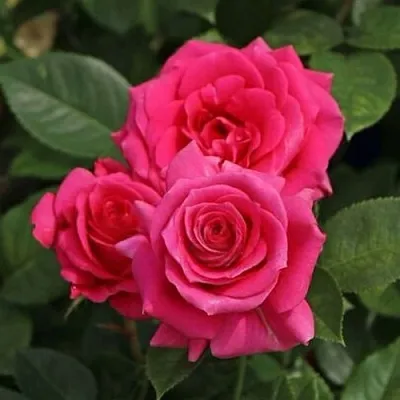 Саженцы роз ЛАВ ЛЕТТЕР флорибунда  Саженцы роз ЛАВ ЛЕТТЕР флорибунда в Ижевске