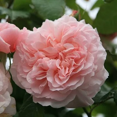 Саженцы роз РОЗ ДЕ ТОЛБИАК плетистая  Саженцы роз РОЗ ДЕ ТОЛБИАК плетистая в Ижевске