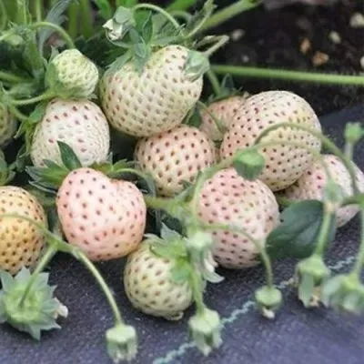 Клубника АНАНАСА ремонтантная в Ижевске