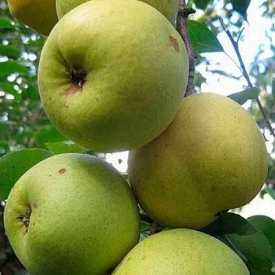 Груша РОГНЕДА  Груша РОГНЕДА в Ижевске