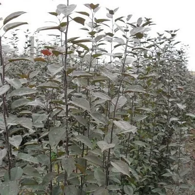 Подвой яблони 54-118  Подвой яблони 54-118 в Ижевске