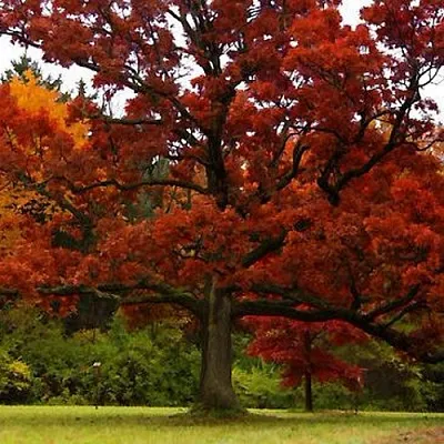 Дуб в Ижевске