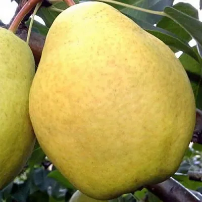 Груша ОСЕННИЙ ВЕЛИКАН  Груша ОСЕННИЙ ВЕЛИКАН в Ижевске