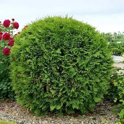 Туя ВУДВАРДИ западная  Туя ВУДВАРДИ западная в Ижевске