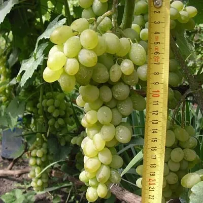 Виноград АНАНАСНЫЙ РАННИЙ в Ижевске