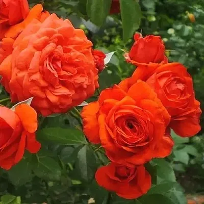 Саженцы роз МАЙНТАУЭР плетистая  Саженцы роз МАЙНТАУЭР плетистая в Ижевске