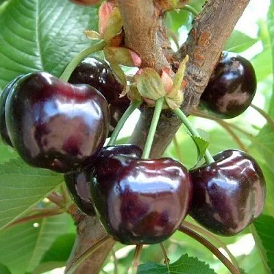 Черешня МУСКАТНАЯ в Ижевске